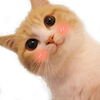 :hicat: :hicat:
