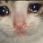 :sad_cat: :sad_cat: