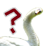 :swan_confused: